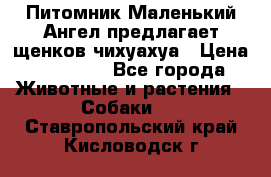 Питомник Маленький Ангел предлагает щенков чихуахуа › Цена ­ 10 000 - Все города Животные и растения » Собаки   . Ставропольский край,Кисловодск г.